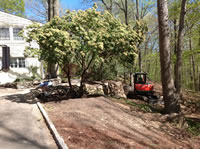 Transplanting a large Pieris tree from the back yard to the front